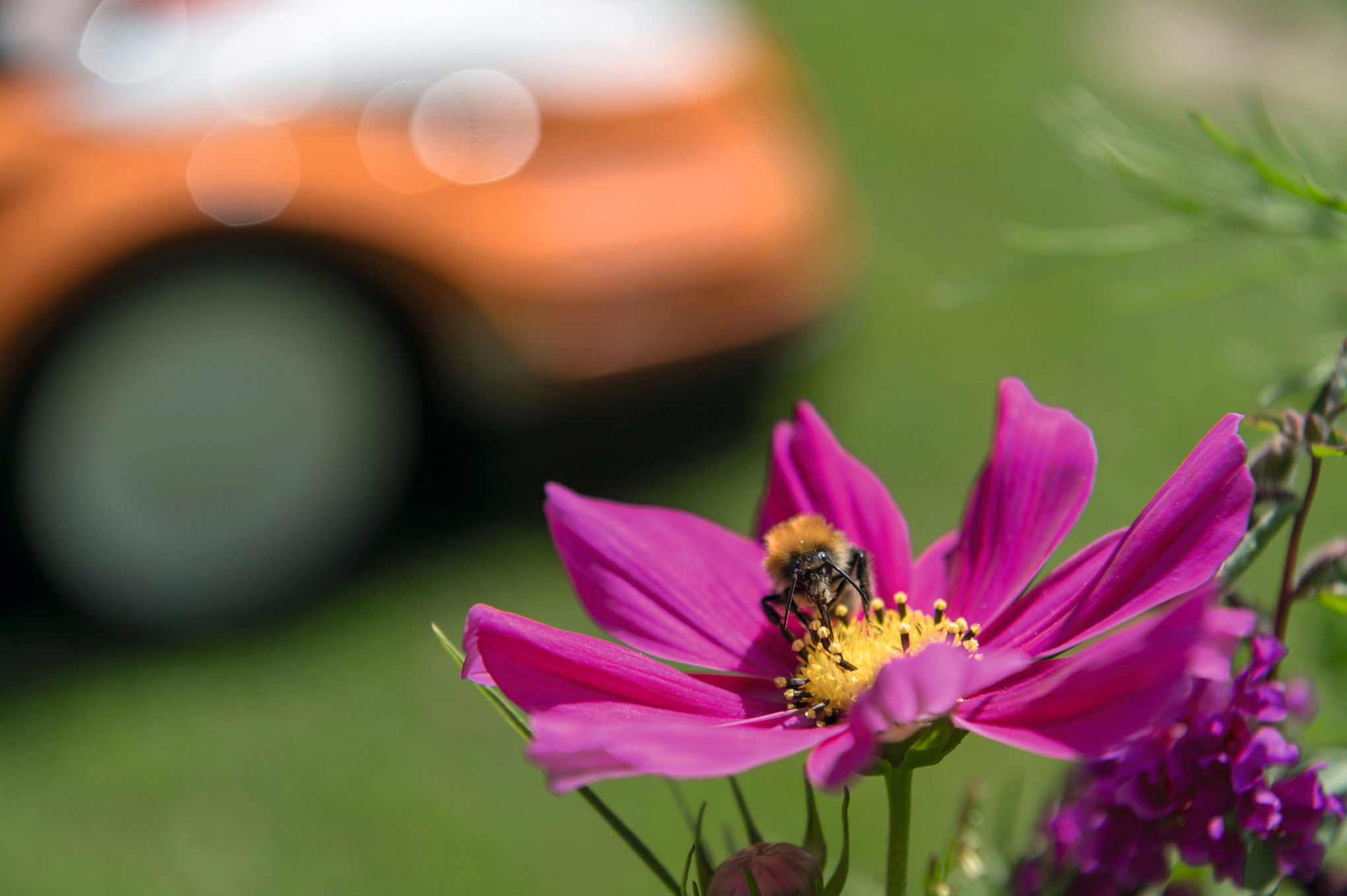 Biodiversidad en STIHL